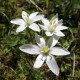 Ornithogale (étoile de Bethléem) 323  Elixirs floraux