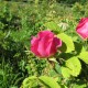 Rose (aus Provinz) 333  Blumenelixiere