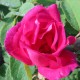 Rose (de Provins) 333  Elixirs floraux