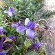 Violett 339  Blumenelixiere