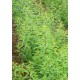 Verbena Zitronengras 156  plantes à tisane