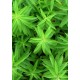 Verbena Zitronengras 156  plantes à tisane