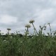 Römische Kamille (edle Kamille) 200  plantes à tisane