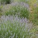 Lavendel 224  plantes à tisane