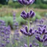 Lavendel 224  plantes à tisane
