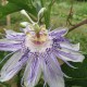 Passionsblume 240  plantes à tisane