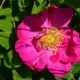 Rose von Provins 253  plantes à tisane