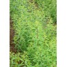 Verbena Zitronengras 268  plantes à tisane
