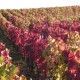 Rote Rebe 270  plantes à tisane