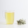 Sauge officinale 292  Tisanes & infusions