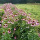 Echinacea 209  plantes à tisane