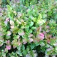 Heidelbeere 233  plantes à tisane